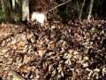 LizzaBelle hucklebutts in leaves