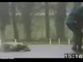 Pastor Belga Malinois video