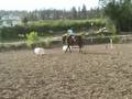 Sadie Jumping 3ft3!