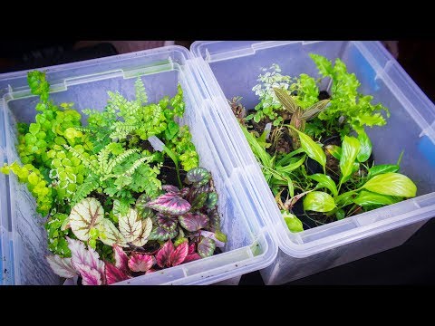 YouTube reptile video