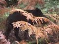 wild boar on dartmoor wild boar on dartmoor