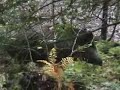 wild boar on dartmoor