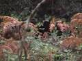 wild boar on dartmoor