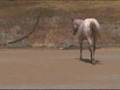 2007 Appaloosa horse for sale  ApHC SOLD SOLD