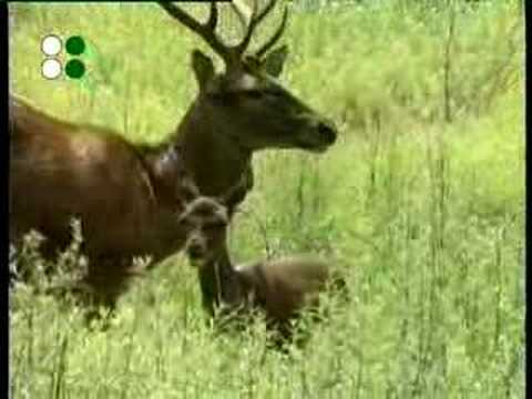 Animals A to Z - Baby animals