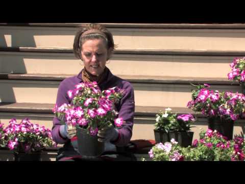 how to grow impatiens