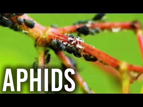 how to get rid aphids on roses