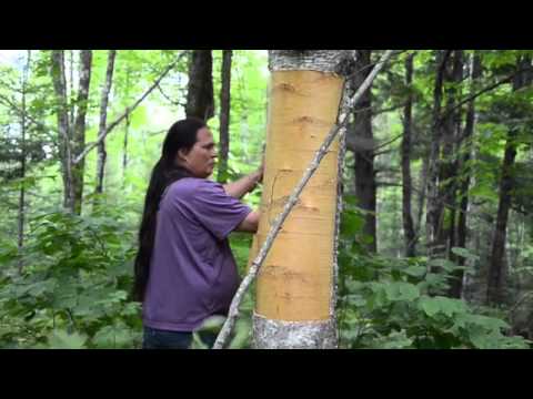 how to harvest birch bark