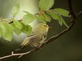 Fluiter (Wood Warbler)