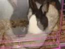 My bunny Sniffer