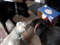 Dog Live