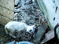 Lamb Video Lamb Video