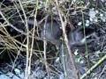 videos de NUTRIA EN SOMIEDO