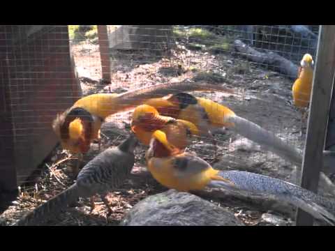yellow golden pheasants 3 backyard chickens chicken coop tour easy