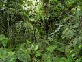 sonidos de la selva (2007)