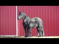 Diamonte Friesian Stud Colt our of Mintse 384