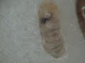 Larva mudando
