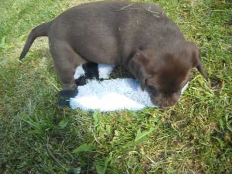 Drake at 6 weeks of age