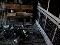 PALOMAS BUCHONAS, ALGUNAS DE SANTY