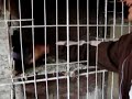 PALOMAS BUCHONAS, ALGUNAS DE SANTY