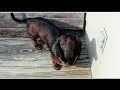 In loving memory of my daschunds. I miss them.