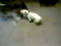 Noah vs. Cricket II