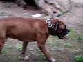 smalto and boxy playing