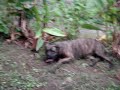 smalto and boxy playing