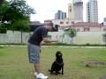 Apollo-adestramento-