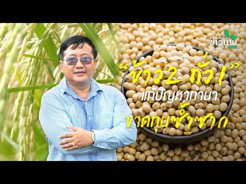 “ข้าว 2 ถั่ว 1” แก้ปัญหาทำนาขาดทุนซ้ำซาก
