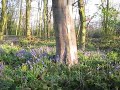 Bluebells and birdsong in Wanstead East London