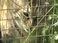Cat munching on grass