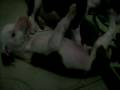 videos de PIT BUL RED NOSE X BLACK NOSE