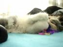 Atheninha e o ratinho de pel�cia