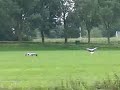 ooievaars