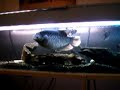 my fish tank(He was moved into a bigger tank about a week after I posted this vid) so SHUT UP!! k thnx bye.