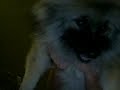 re-puppy-vs-robot-epic-battle-for-territorial-domination.html