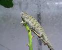 chameleo in love chameleo in love