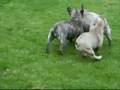 Serial French Bulldog Puppy Wrestlin'