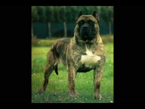 presa canario