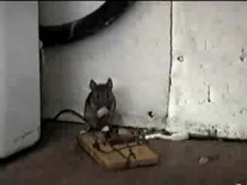 Watch 'Worlds Luckiest Mouse'