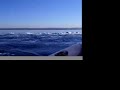 Dolphins, Dolphins Everywhere!