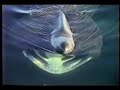 NECWA MARINE LIFE