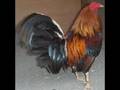 GALLOS JUGADOS