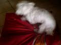 ma chienne folle dingue ! ma chienne folle dingue !