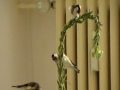 Darrrrek - Breeding carduelis major17