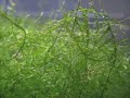 Java Moss Pearling