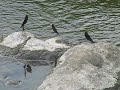 ?????Calopteryx atrata Selys??video 07