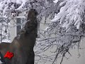 Raw Video: Moose Munching in Alaska