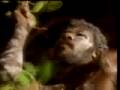 Yothu Yindi